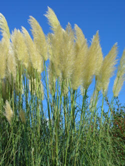 Cortadeia selloana - the Pampas Grass - against a blue sky.